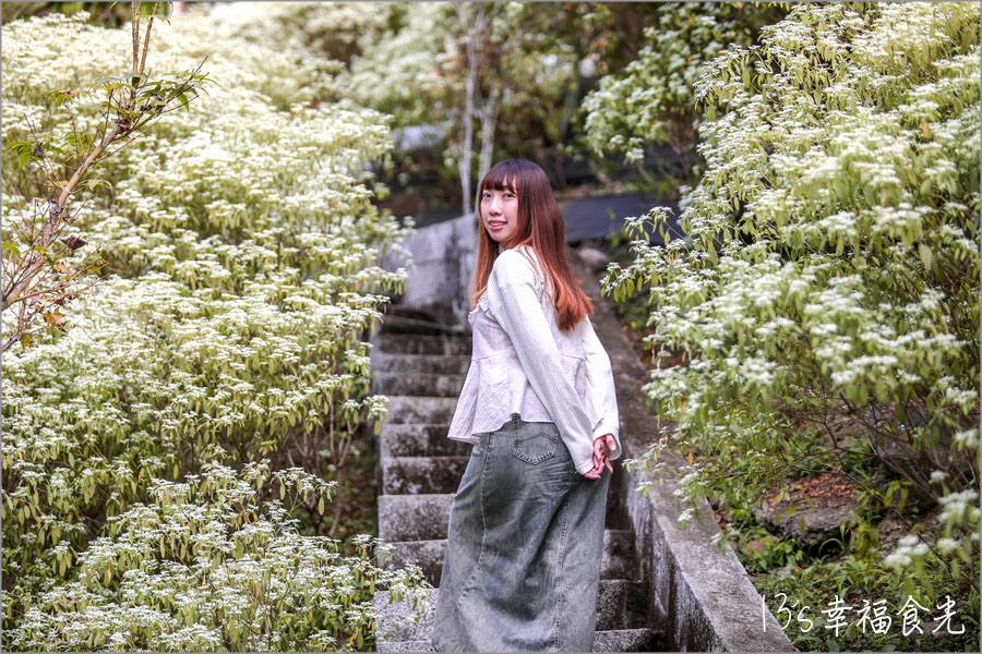 【台中新社一日遊】新社白雪木盛開~普羅旺斯庭園餐廳也有夢幻的聖誕初雪&浪漫落羽松景緻|新社餐廳推薦|新社景點 - 第33張圖 【台中新社一日遊】新社白雪木盛開~普羅旺斯庭園餐廳也有夢幻的聖誕初雪&浪漫落羽松景緻|新社餐廳推薦|新社景點