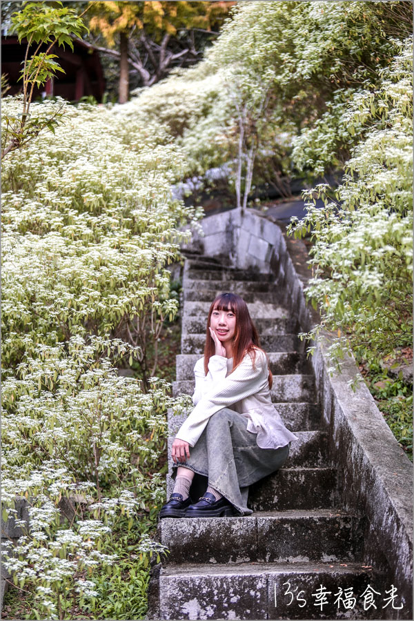 【台中新社一日遊】新社白雪木盛開~普羅旺斯庭園餐廳也有夢幻的聖誕初雪&浪漫落羽松景緻|新社餐廳推薦|新社景點 - 第34張圖 【台中新社一日遊】新社白雪木盛開~普羅旺斯庭園餐廳也有夢幻的聖誕初雪&浪漫落羽松景緻|新社餐廳推薦|新社景點