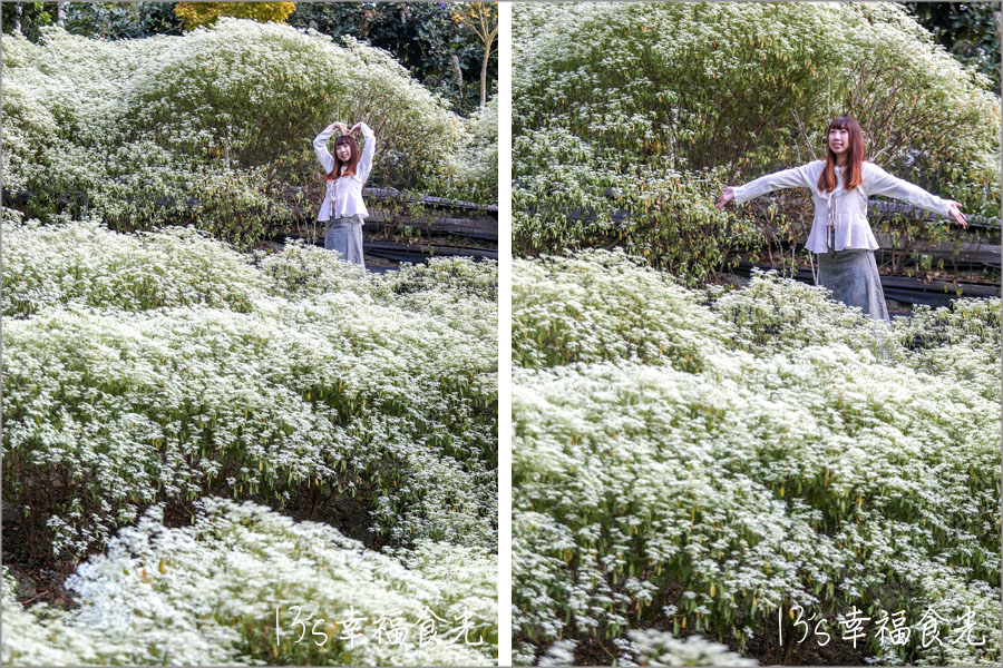 【台中新社一日遊】新社白雪木盛開~普羅旺斯庭園餐廳也有夢幻的聖誕初雪&浪漫落羽松景緻|新社餐廳推薦|新社景點 - 第36張圖 普羅旺斯庭園餐廳白雪木
