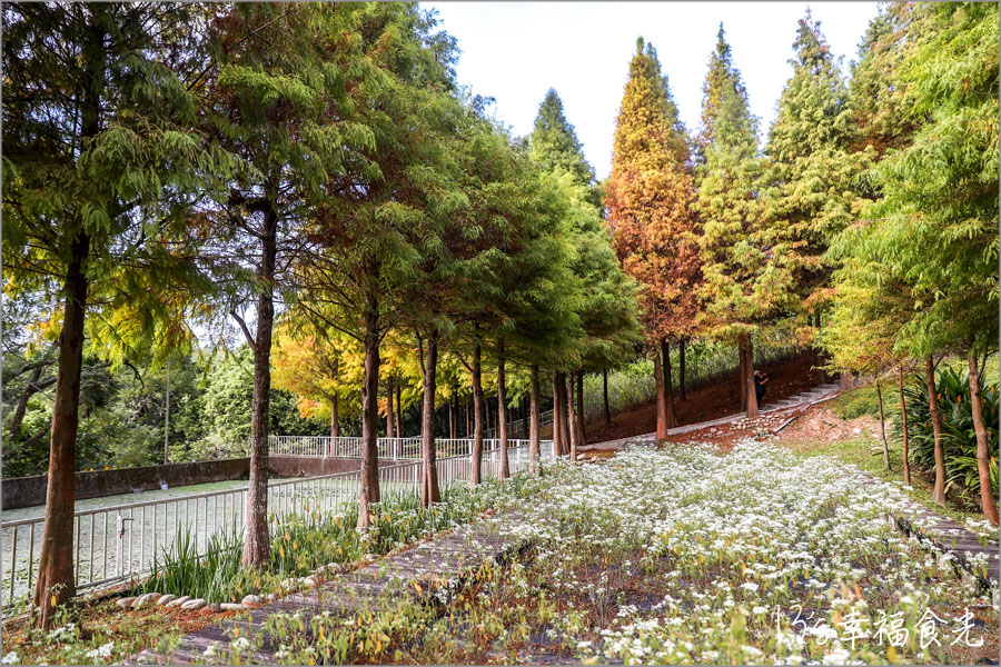 【台中新社一日遊】新社白雪木盛開~普羅旺斯庭園餐廳也有夢幻的聖誕初雪&浪漫落羽松景緻|新社餐廳推薦|新社景點 - 第40張圖 普羅旺斯庭園餐廳白雪木