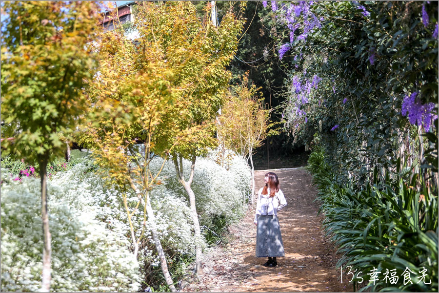【台中新社一日遊】新社白雪木盛開～普羅旺斯庭園餐廳也有夢幻的聖誕初雪＆浪漫落羽松景緻｜新社餐廳推薦｜新社景點