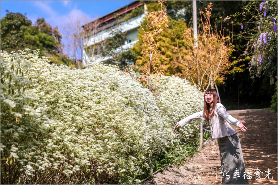 【台中新社一日遊】新社白雪木盛開~普羅旺斯庭園餐廳也有夢幻的聖誕初雪&浪漫落羽松景緻|新社餐廳推薦|新社景點 - 第43張圖 普羅旺斯庭園餐廳白雪木