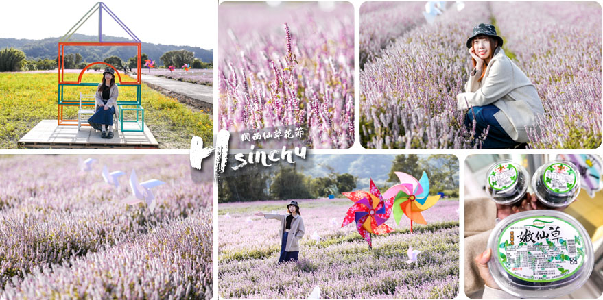 新竹關西仙草花海節