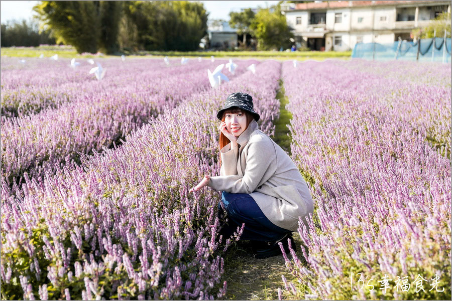 新竹關西仙草花海節