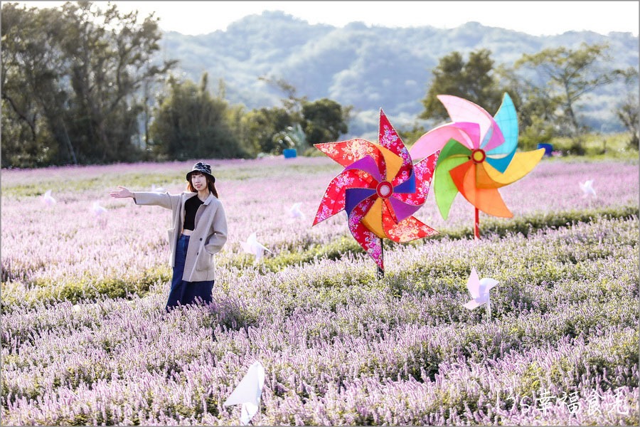 新竹關西仙草花海節