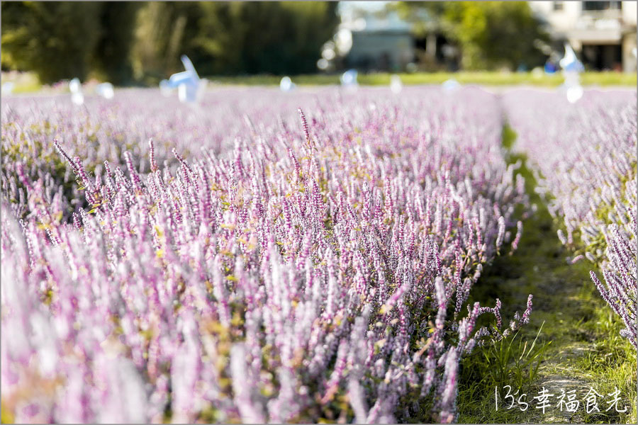 新竹關西仙草花海節