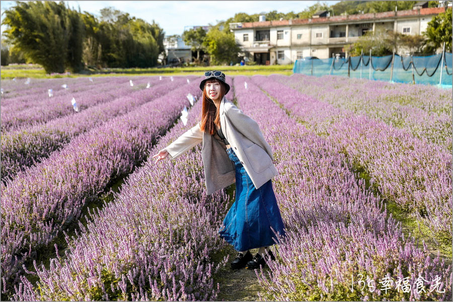 新竹關西仙草花海節
