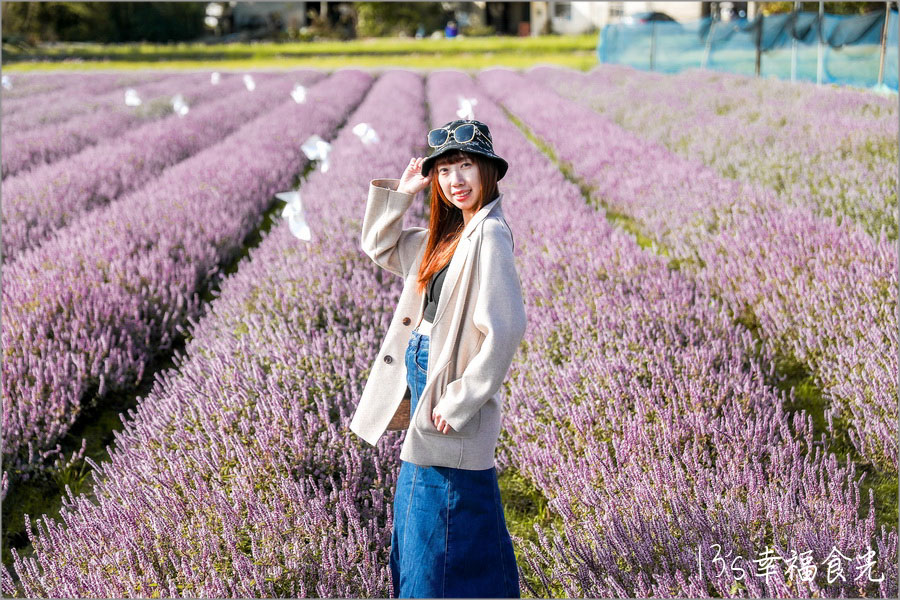 新竹關西仙草花海節