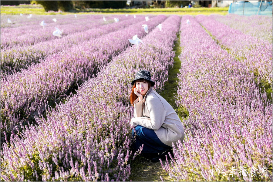 新竹關西仙草花海節