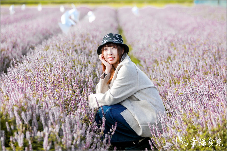 新竹關西仙草花海節