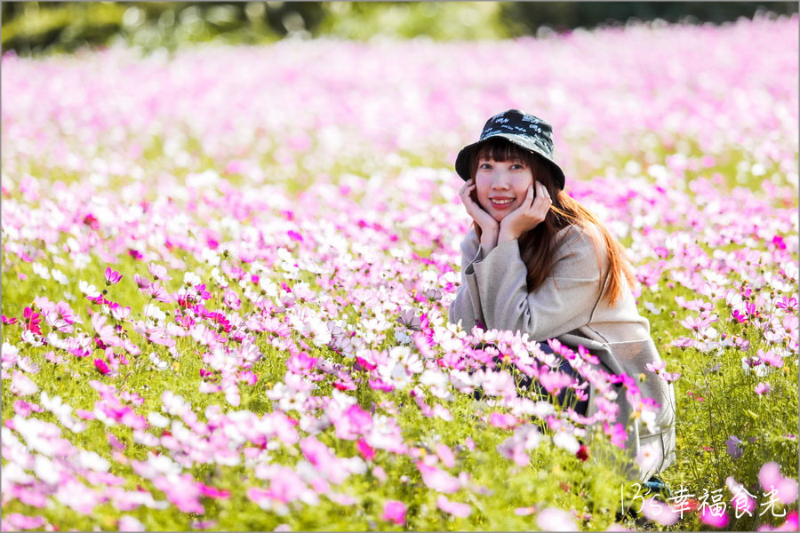 新竹關西仙草花海節