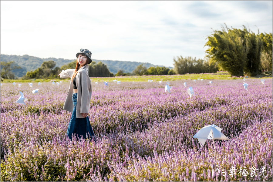 新竹關西仙草花海節