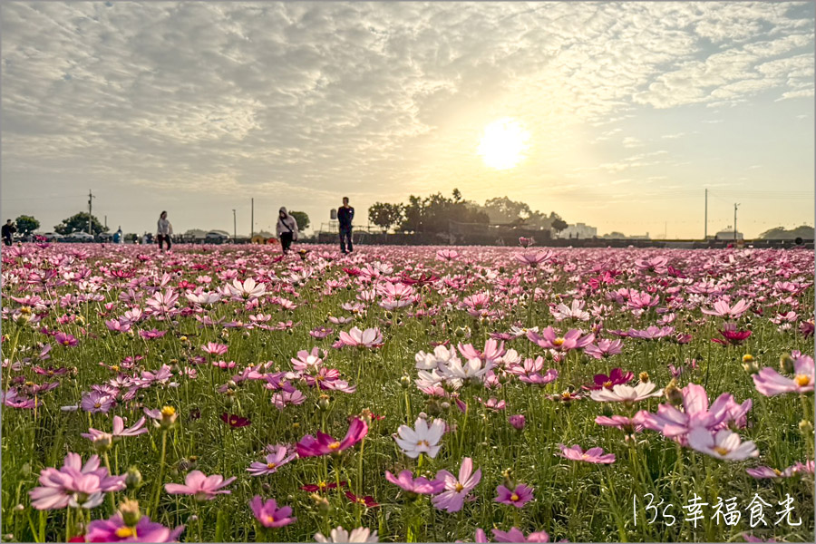 【秋收冬藏稻草藝術節】田中頂潭里望高瞭～繽紛花田x稻草藝術裝置展｜田中花海一日遊