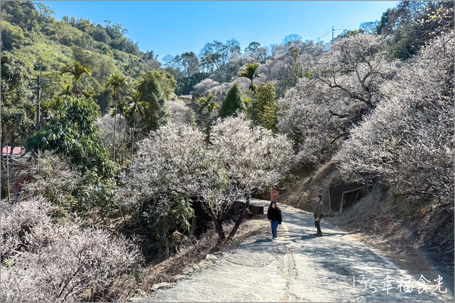 九份二山梅花