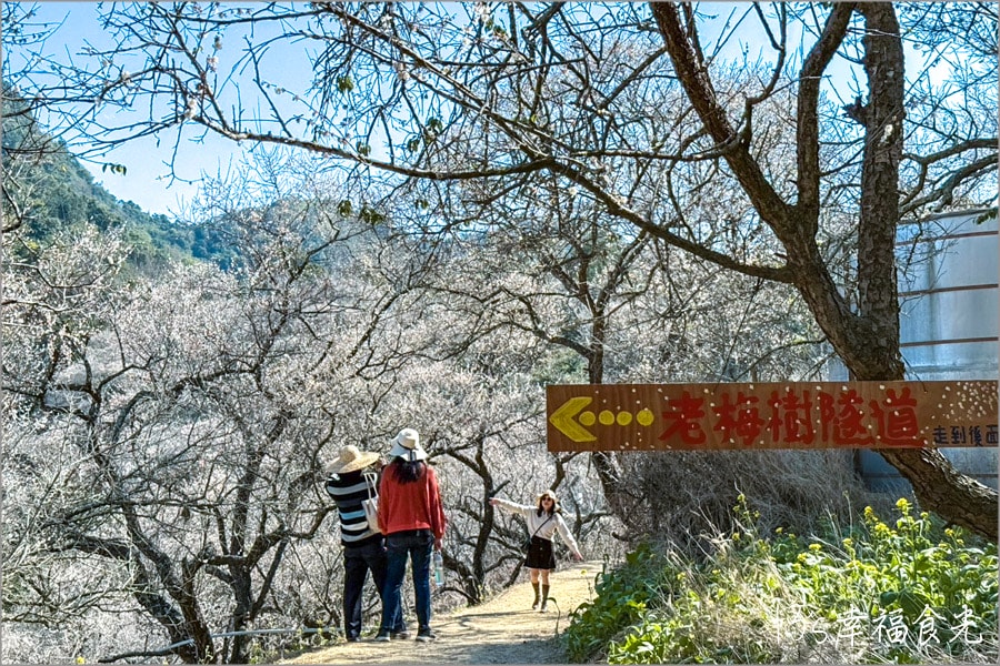 九份二山梅花