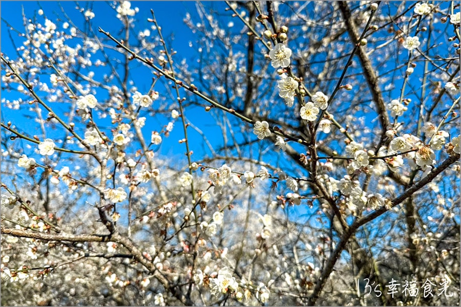 九份二山梅花