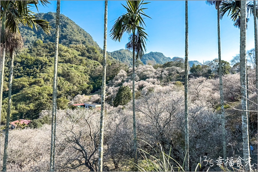 九份二山梅花