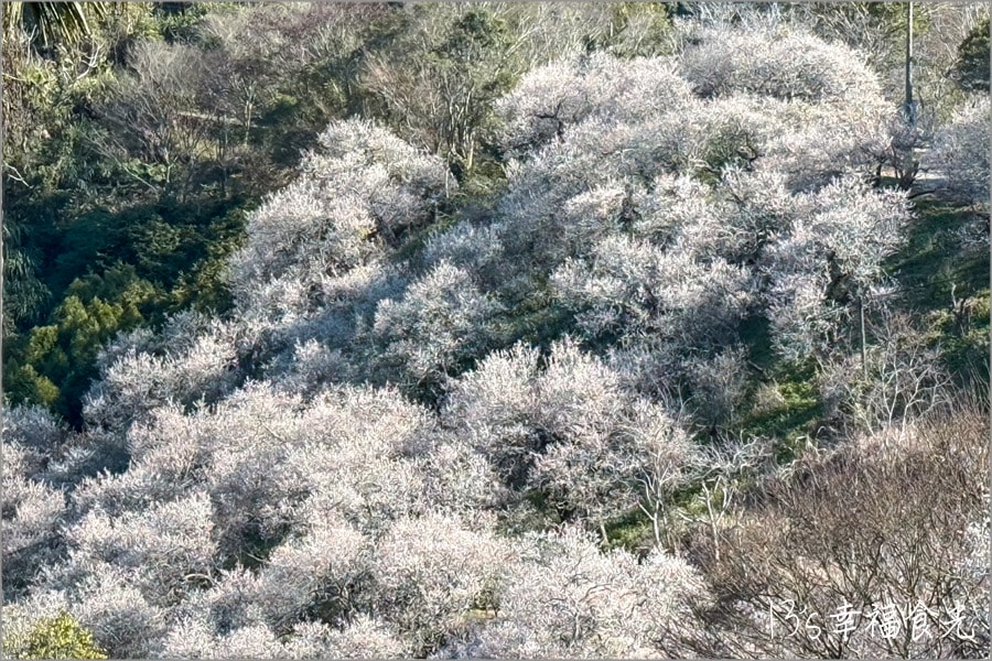 九份二山梅花