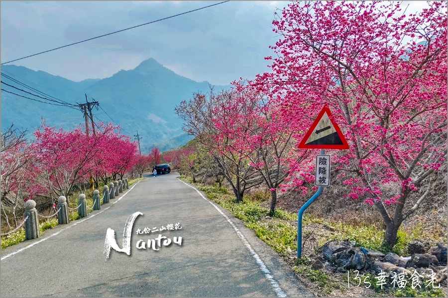 南投九份二山櫻花