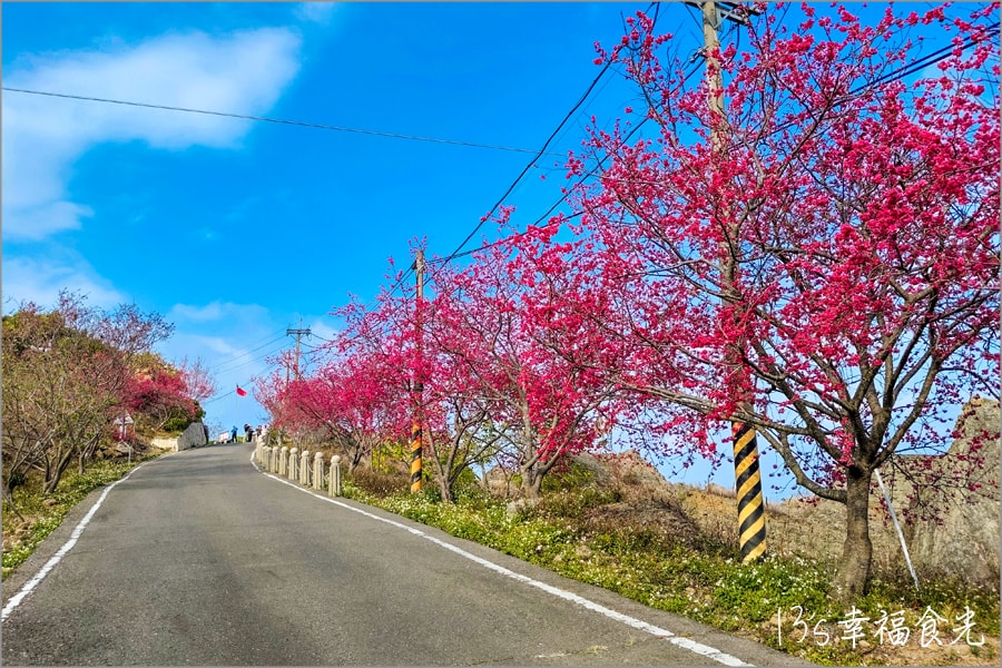 南投九份二山櫻花