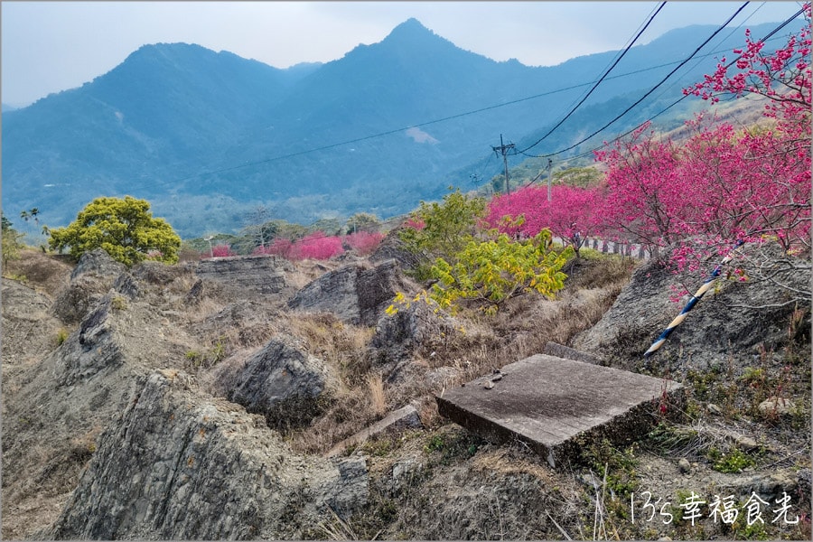 南投九份二山櫻花