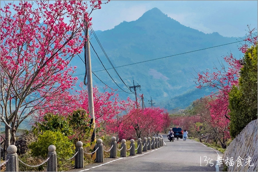 南投九份二山櫻花