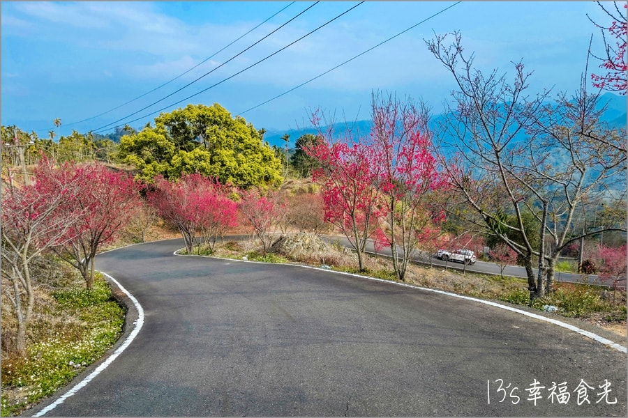 南投九份二山櫻花