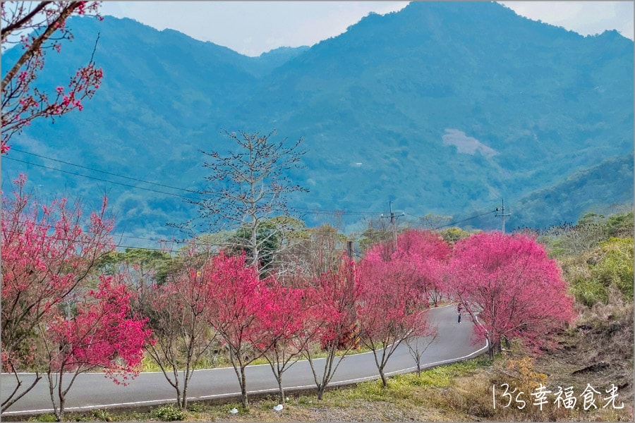 南投九份二山櫻花