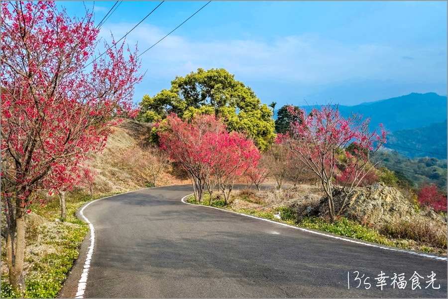 【九份二山櫻花】九份二山國家地震紀念地賞櫻趣｜九份二山傾斜屋｜九份二山921震爆點｜九份二山賞櫻｜南投櫻花景點