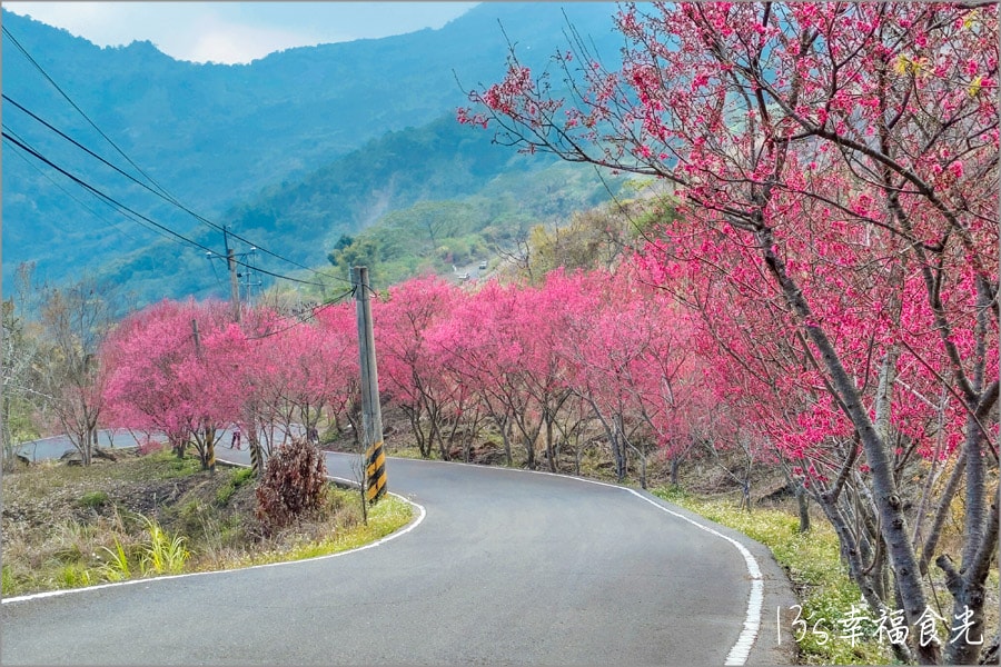 【九份二山櫻花】九份二山國家地震紀念地賞櫻趣｜九份二山傾斜屋｜九份二山921震爆點｜九份二山賞櫻｜南投櫻花景點