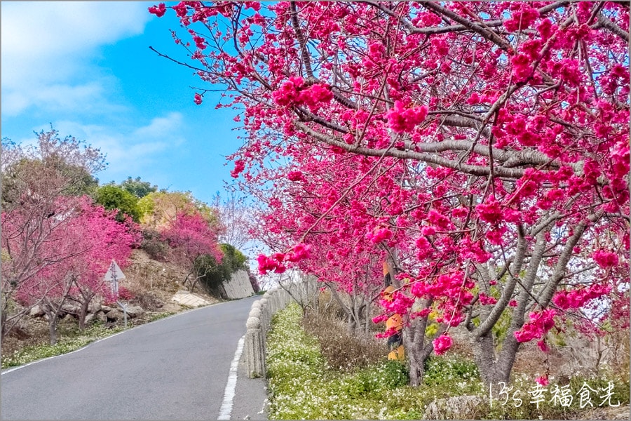 南投九份二山櫻花