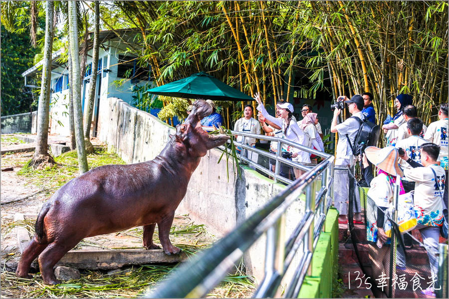【馬來西亞景點】熱帶雨林主題SplashMania水上樂園~白天化身探險隊體驗Paya Indah Wetlands濕地生態,夜晚嗨翻馬來西亞第一個夜間水上音樂節 - 第10張圖 【馬來西亞景點】熱帶雨林主題SplashMania水上樂園~白天化身探險隊體驗Paya Indah Wetlands濕地生態,夜晚嗨翻馬來西亞第一個夜間水上音樂節