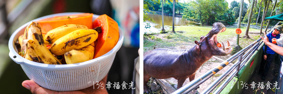 【馬來西亞景點】熱帶雨林主題SplashMania水上樂園~白天化身探險隊體驗Paya Indah Wetlands濕地生態,夜晚嗨翻馬來西亞第一個夜間水上音樂節 - 第11張圖 【馬來西亞景點】熱帶雨林主題SplashMania水上樂園~白天化身探險隊體驗Paya Indah Wetlands濕地生態,夜晚嗨翻馬來西亞第一個夜間水上音樂節