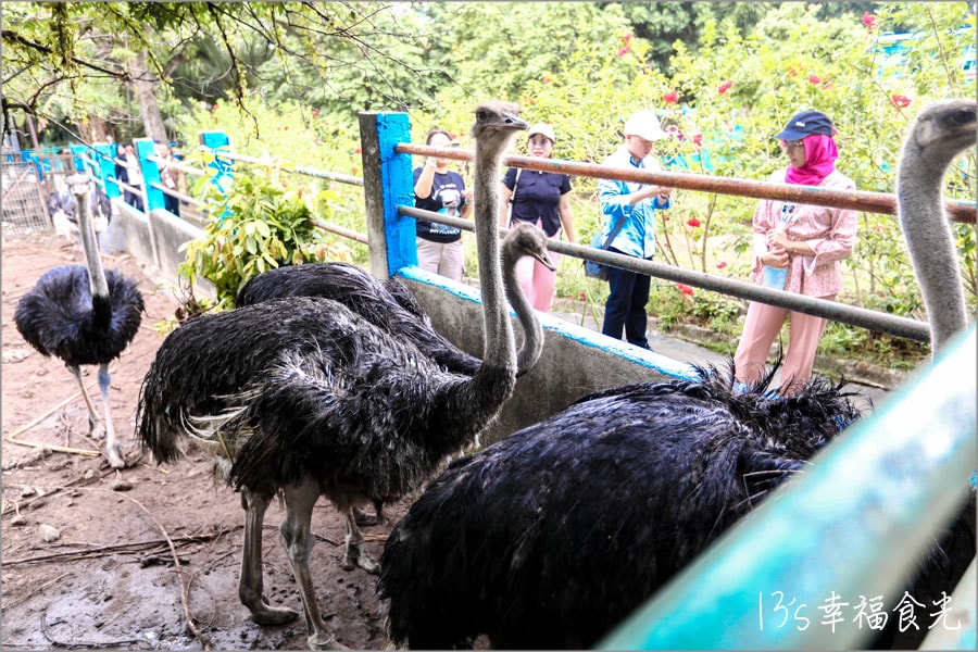 【森美蘭景點】親子最愛的互動休閒農場「P.D. Ostrich Show Farm 波德申鴕鳥園」還可以跟鴕鳥比賽跑真有趣 - 第1張圖 波德申鴕鳥園