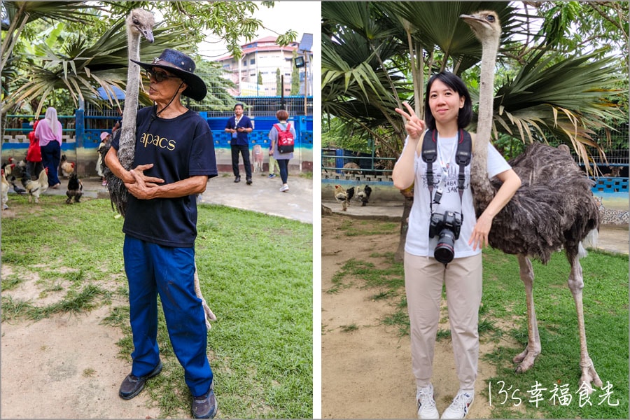 【森美蘭景點】親子最愛的互動休閒農場「P.D. Ostrich Show Farm 波德申鴕鳥園」還可以跟鴕鳥比賽跑真有趣 - 第3張圖 波德申鴕鳥園