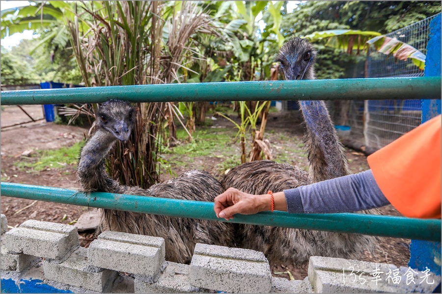 【森美蘭景點】親子最愛的互動休閒農場「P.D. Ostrich Show Farm 波德申鴕鳥園」還可以跟鴕鳥比賽跑真有趣 - 第4張圖 波德申鴕鳥園
