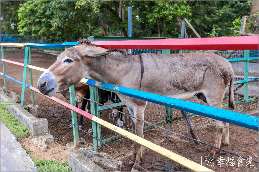 【森美蘭景點】親子最愛的互動休閒農場「P.D. Ostrich Show Farm 波德申鴕鳥園」還可以跟鴕鳥比賽跑真有趣 - 第11張圖 【森美蘭景點】親子最愛的互動休閒農場「P.D. Ostrich Show Farm 波德申鴕鳥園」還可以跟鴕鳥比賽跑真有趣