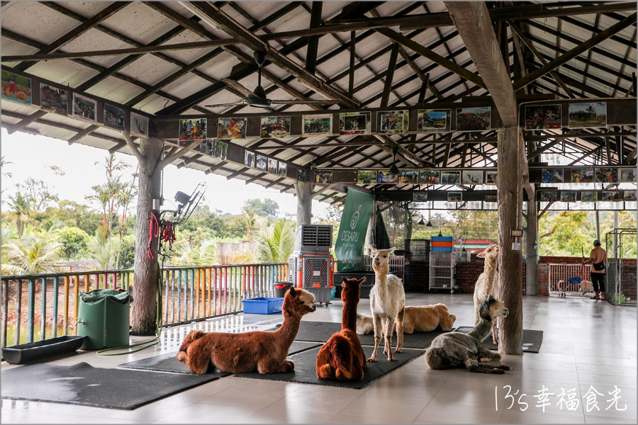 【柔佛一日遊景點】可享用水果大餐與可愛動物互動「迪沙魯水果園」還能安排水果農場參觀、越野沙灘車與騎馬體驗｜迪沙魯果園門票