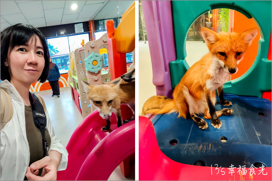 【柔佛一日遊景點】可享用水果大餐與可愛動物互動「迪沙魯水果園」還能安排水果農場參觀、越野沙灘車與騎馬體驗｜迪沙魯果園門票
