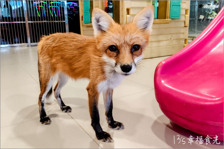 【柔佛一日遊景點】可享用水果大餐與可愛動物互動「迪沙魯水果園」還能安排水果農場參觀、越野沙灘車與騎馬體驗｜迪沙魯果園門票