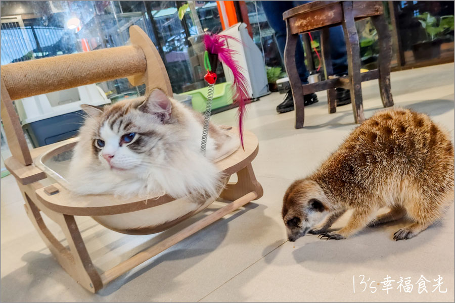 【柔佛一日遊景點】可享用水果大餐與可愛動物互動「迪沙魯水果園」還能安排水果農場參觀、越野沙灘車與騎馬體驗｜迪沙魯果園門票