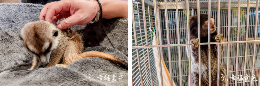 【柔佛一日遊景點】可享用水果大餐與可愛動物互動「迪沙魯水果園」還能安排水果農場參觀、越野沙灘車與騎馬體驗｜迪沙魯果園門票