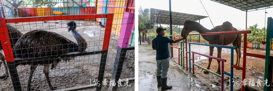 【柔佛一日遊景點】可享用水果大餐與可愛動物互動「迪沙魯水果園」還能安排水果農場參觀、越野沙灘車與騎馬體驗｜迪沙魯果園門票