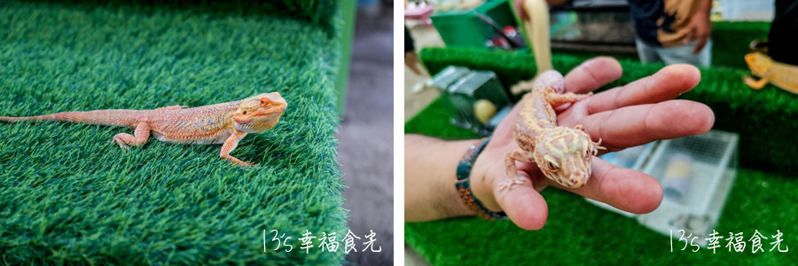 【柔佛一日遊景點】可享用水果大餐與可愛動物互動「迪沙魯水果園」還能安排水果農場參觀、越野沙灘車與騎馬體驗｜迪沙魯果園門票