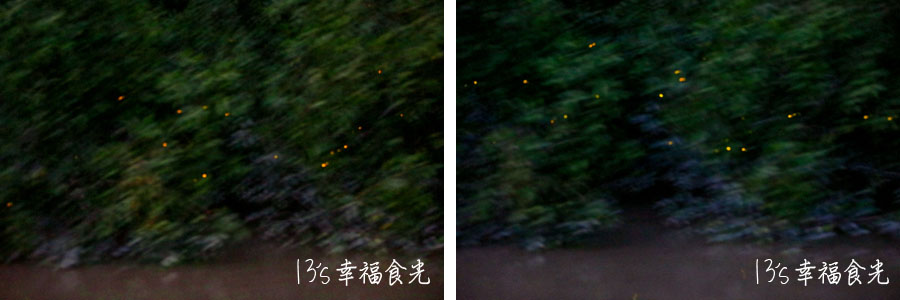 【雪蘭莪旅遊行程】馬來西亞夜晚最浪漫的行程體驗～瓜拉雪蘭莪老鷹餵食、螢火蟲及藍眼淚之旅｜NYC Tour Kuala Selangor｜晚餐︰双溪由漁村海鮮飯店