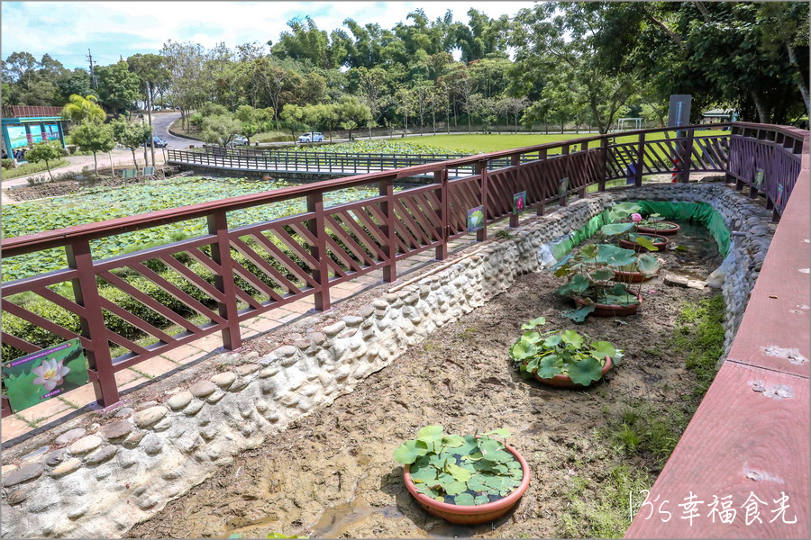 台南旅遊,白河,荷花,白河蓮花公園,台南荷花景點,台南荷花,台南白河賞荷,台南旅遊景點,白河荷花,台南,台南一日遊,台南景點 @13's幸福食光