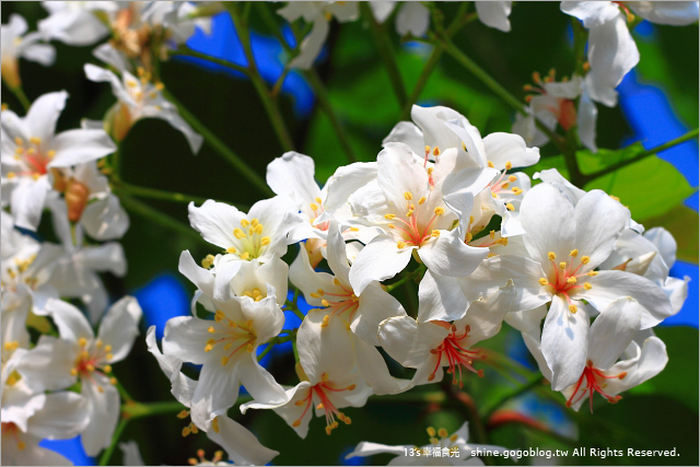 【云林桐花季】古坑荷苞山桐花公园～四月飞雪浪漫日光轻旅行